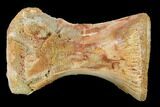 Fossil Theropod Dorsal Vertebra Section - Morocco #113624-2